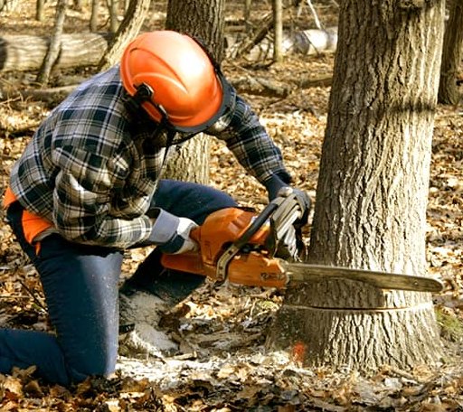 Tree Removal in Aurora, IL
